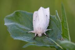 Spilosoma urticae