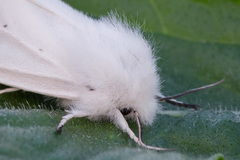 Spilosoma urticae