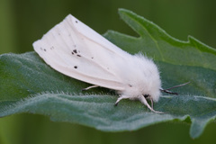 Spilosoma urticae
