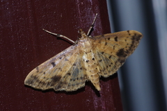 Herpetogramma cynaralis