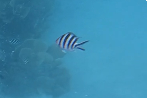 Abudefduf sexfasciatus