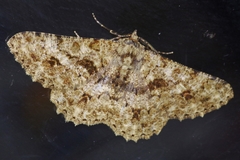 Racotis boarmiaria