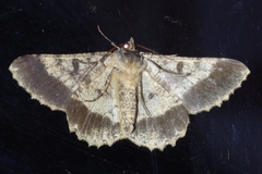 Racotis boarmiaria