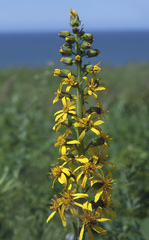 Ligularia fischeri