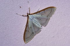Palpita nigropunctalis