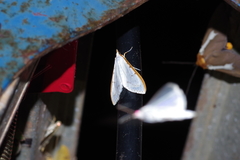 Palpita nigropunctalis