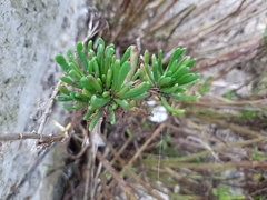 Limbarda crithmoides