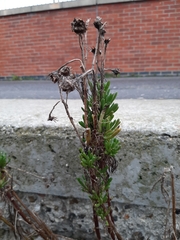 Limbarda crithmoides