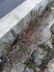 Limbarda crithmoides