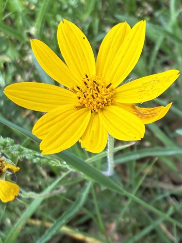 Aspilia montevidensis