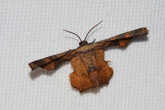 Monobolodes prunaria