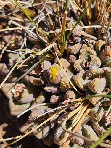 Stomatium bolusiae