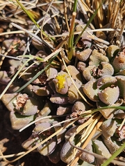 Stomatium bolusiae
