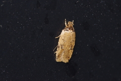 Psorosticha melanocrepida