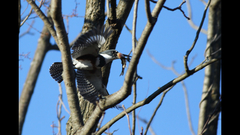 Rhinichthys atratulus