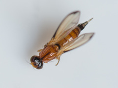 Temnosira saltuum