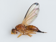 Temnosira saltuum