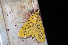 Conogethes punctiferalis