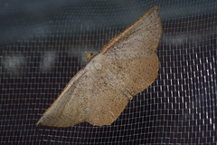 Plesiomorpha punctilinearia