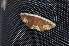 Oruza glaucotorna