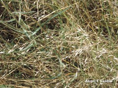 Aira caryophyllea multiculmis