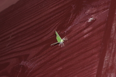 Comibaena procumbaria