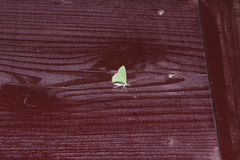 Comibaena procumbaria