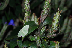 Comibaena procumbaria