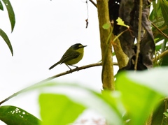 Todirostrum poliocephalum