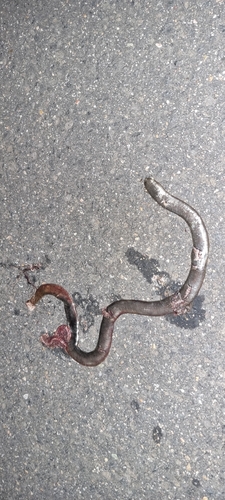 Blackish Blind Snake sighting