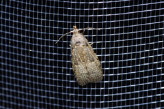 Copromorpha kijimuna