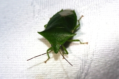 Vitellus orientalis