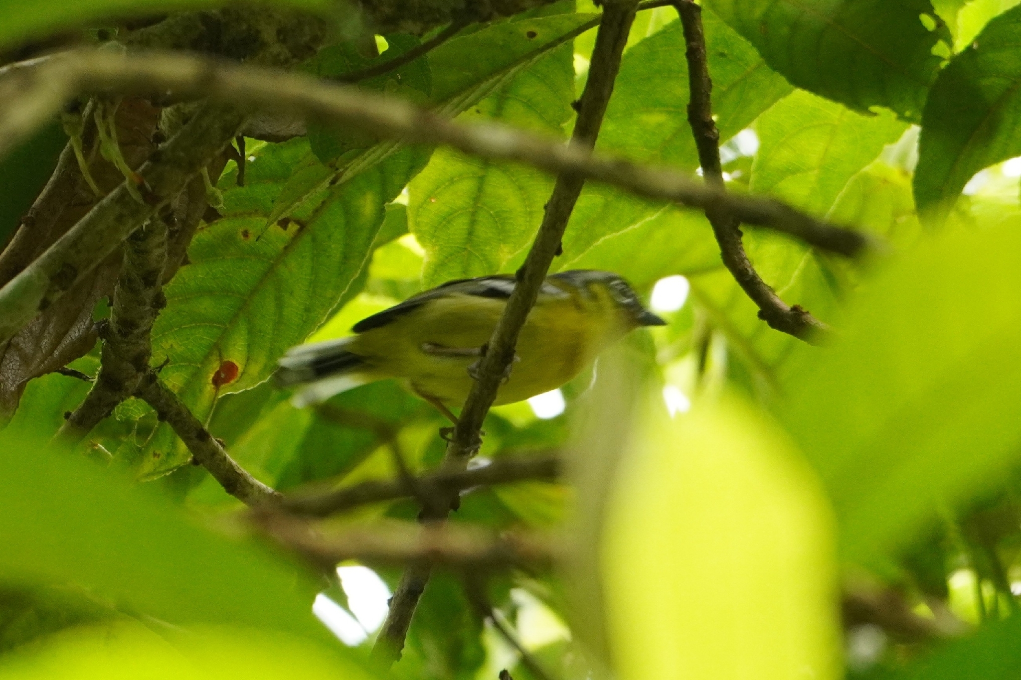Black-eared Shrike-babbler (Pteruthius melanotis), photo 9