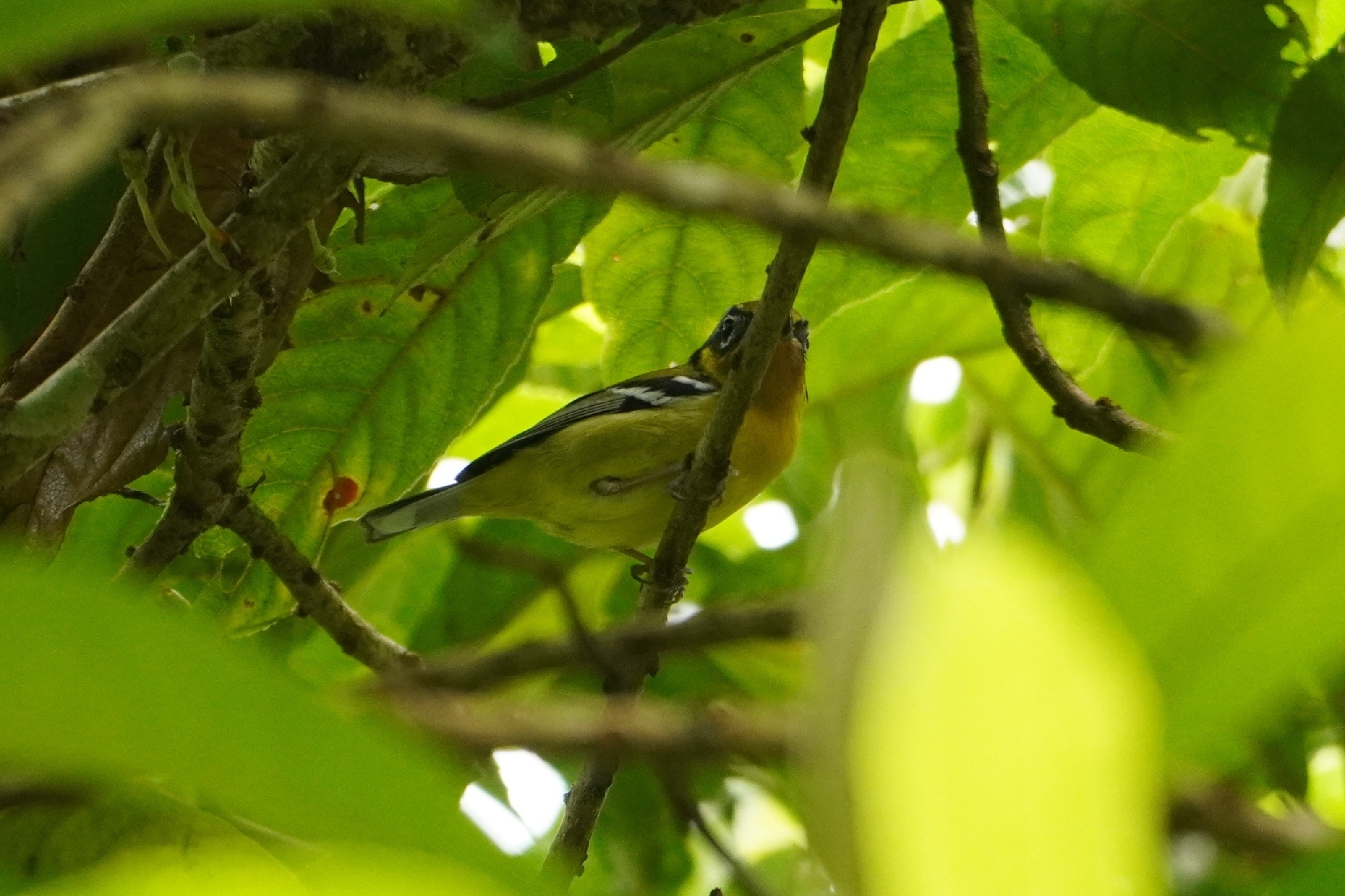 Black-eared Shrike-babbler (Pteruthius melanotis), photo 10