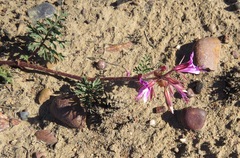 Pelargonium multicaule multicaule