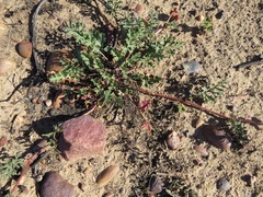 Pelargonium multicaule multicaule