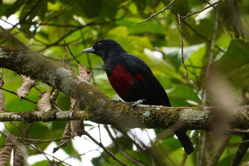 Black-and-crimson Oriole (Oriolus consanguineus), photo 7