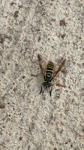 Unknown species found near Barrett Station Rd, Ballwin, MO, US