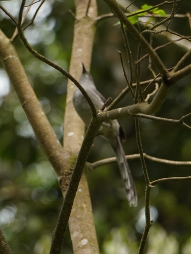 Sibia Colilarga (Heterophasia picaoides)