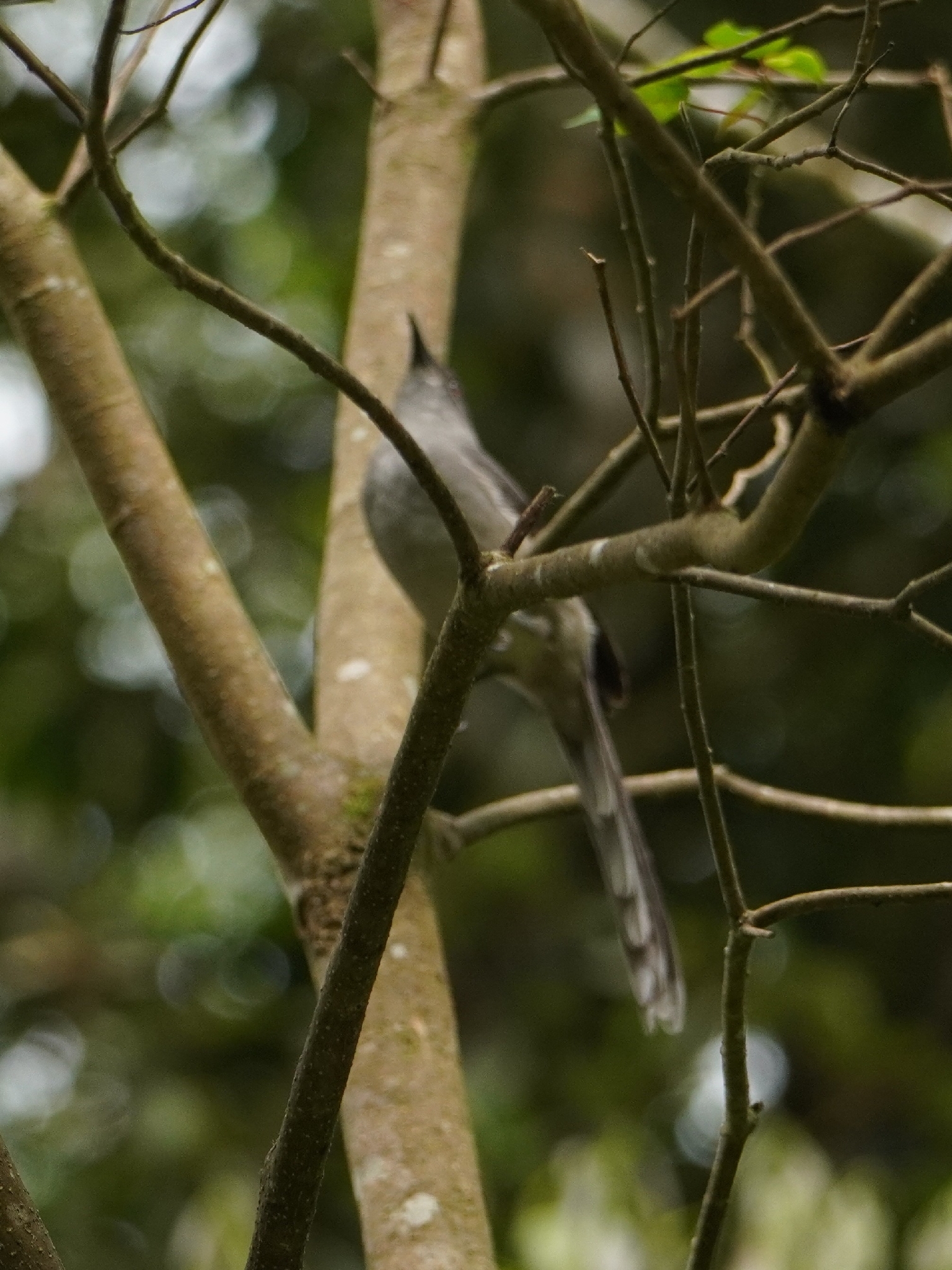 Long-tailed Sibia illustration
