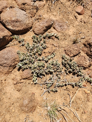 Chasmatophyllum musculinum, photograph 2
