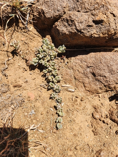 Chasmatophyllum musculinum, photograph 3