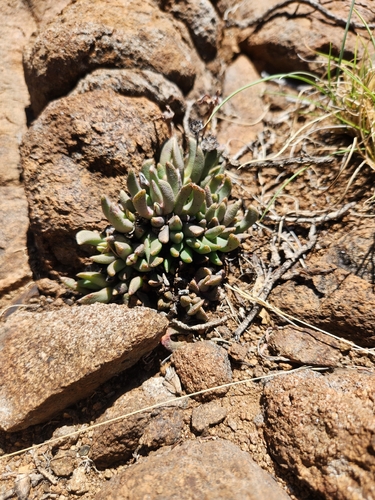 Hereroa glenensis