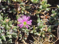 Ruschia pulvinaris