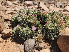 Ruschia pulvinaris, photograph (c) Ricus Nel, some rights reserved (CC BY)