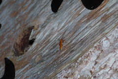 Allotraeus insularis