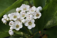 Crataegus chlorosarca