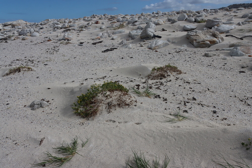 Senecio maritimus, photograph 6