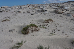 Senecio maritimus, photograph (c) Tony Rebelo, some rights reserved (CC BY-SA)