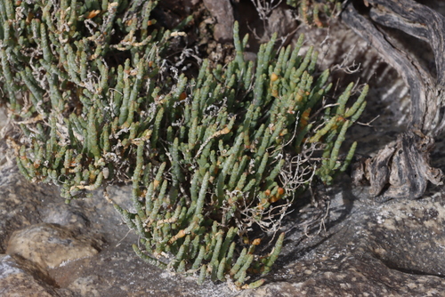 Rock Glasswort (Salicornia littorea)